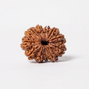 Authentic 11 Mukhi (Eleven Face) Rudraksha Bead