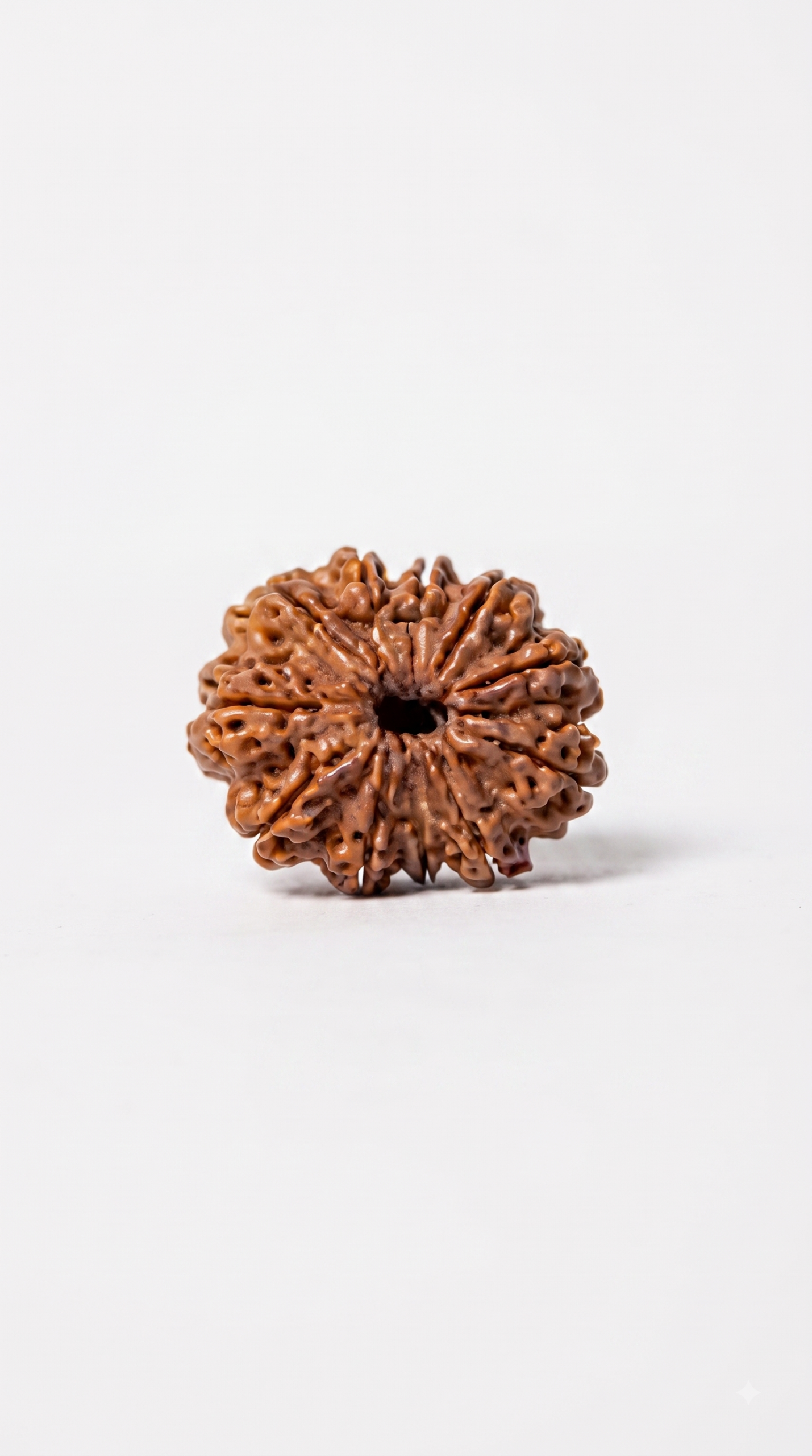 Authentic 11 Mukhi (Eleven Face) Rudraksha Bead