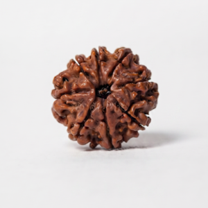 Authentic 8 Mukhi (Eight Face) Rudraksha Bead