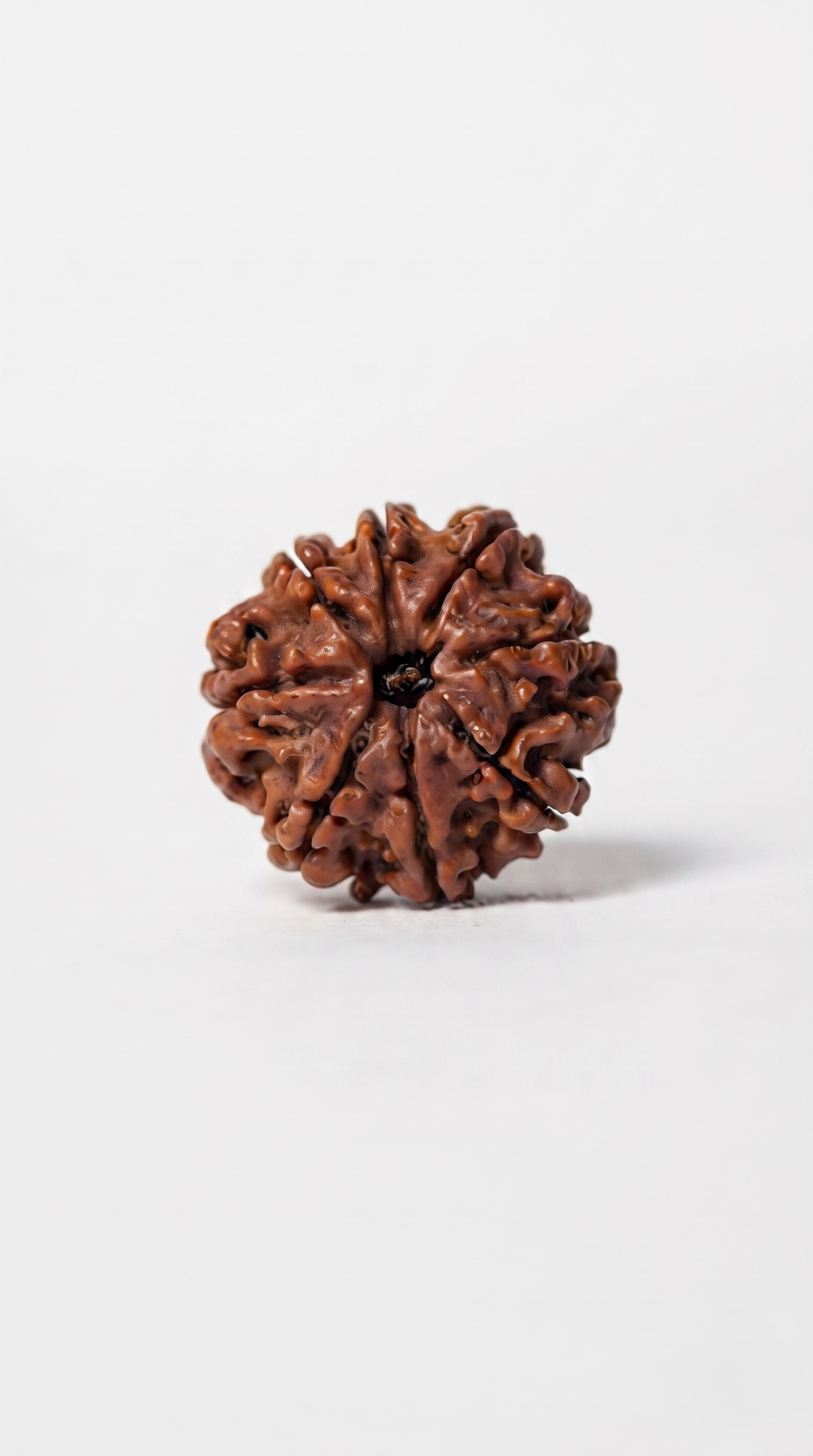 Authentic 8 Mukhi (Eight Face) Rudraksha Bead