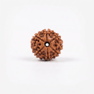Authentic 6 Mukhi (Six Face) Rudraksha Bead