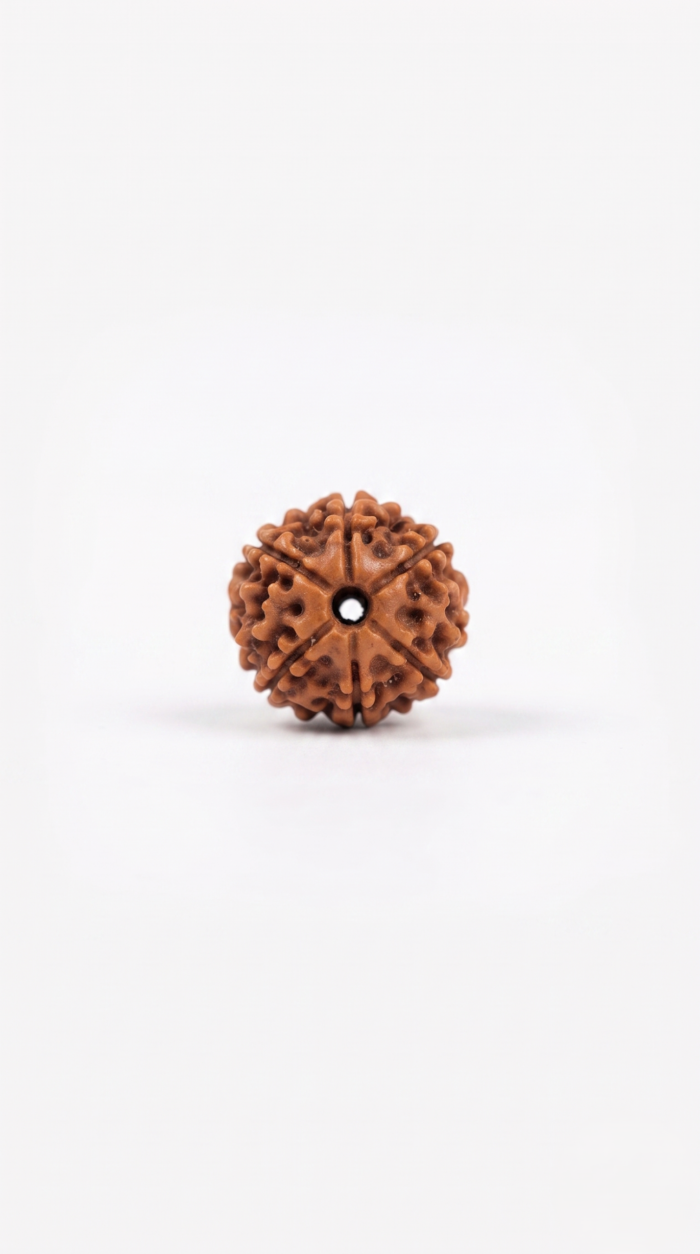 Authentic 6 Mukhi (Six Face) Rudraksha Bead