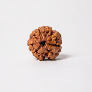 Authentic 3 Mukhi (Three Face) Rudraksha Bead