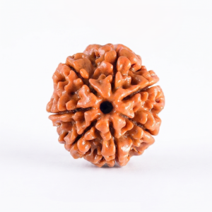 Authentic 7 Mukhi (Seven Face) Rudraksha Bead