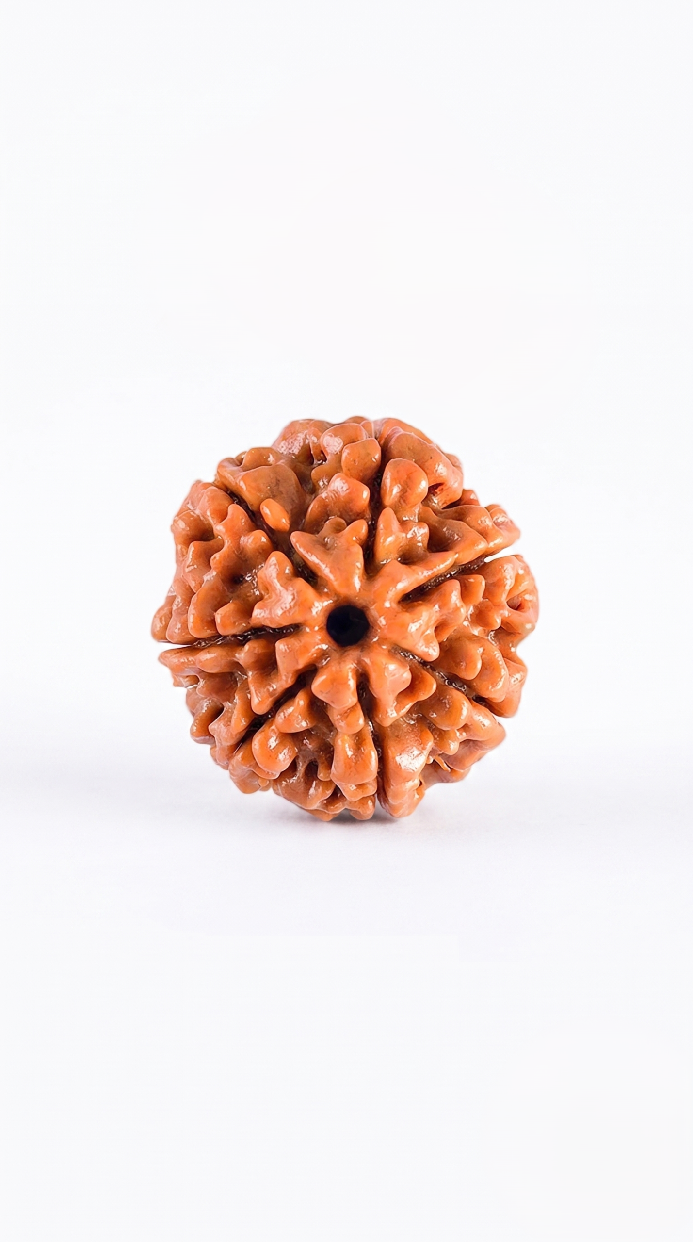 Authentic 7 Mukhi (Seven Face) Rudraksha Bead