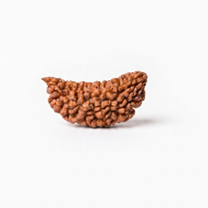 Authentic 1 Mukhi (One Face) Half-Moon Rudraksha