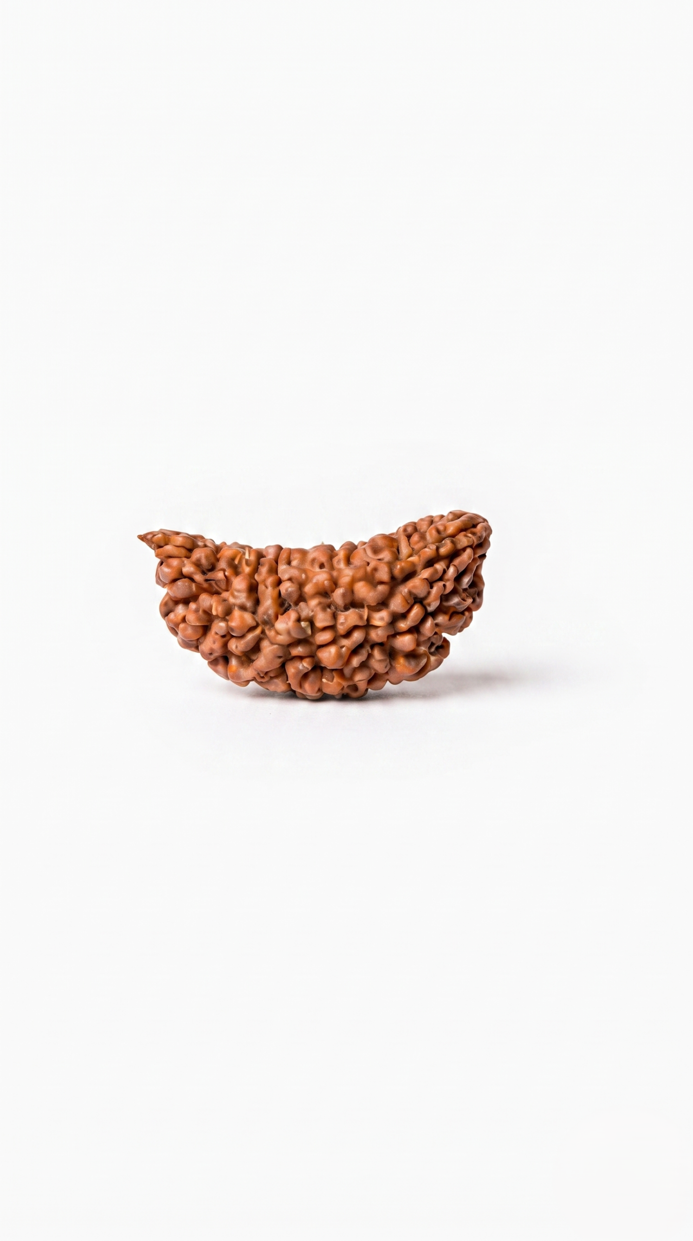 Authentic 1 Mukhi (One Face) Half-Moon Rudraksha